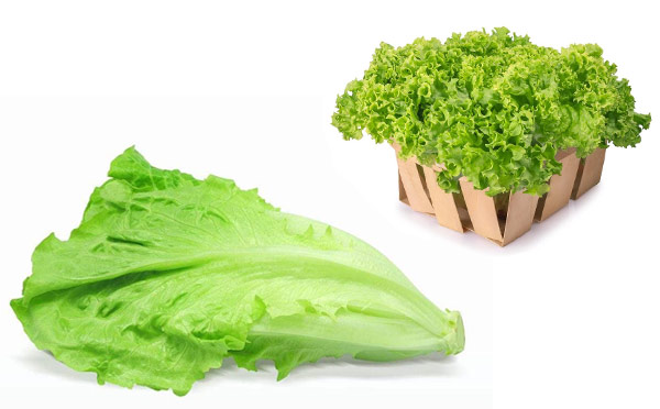 生菜